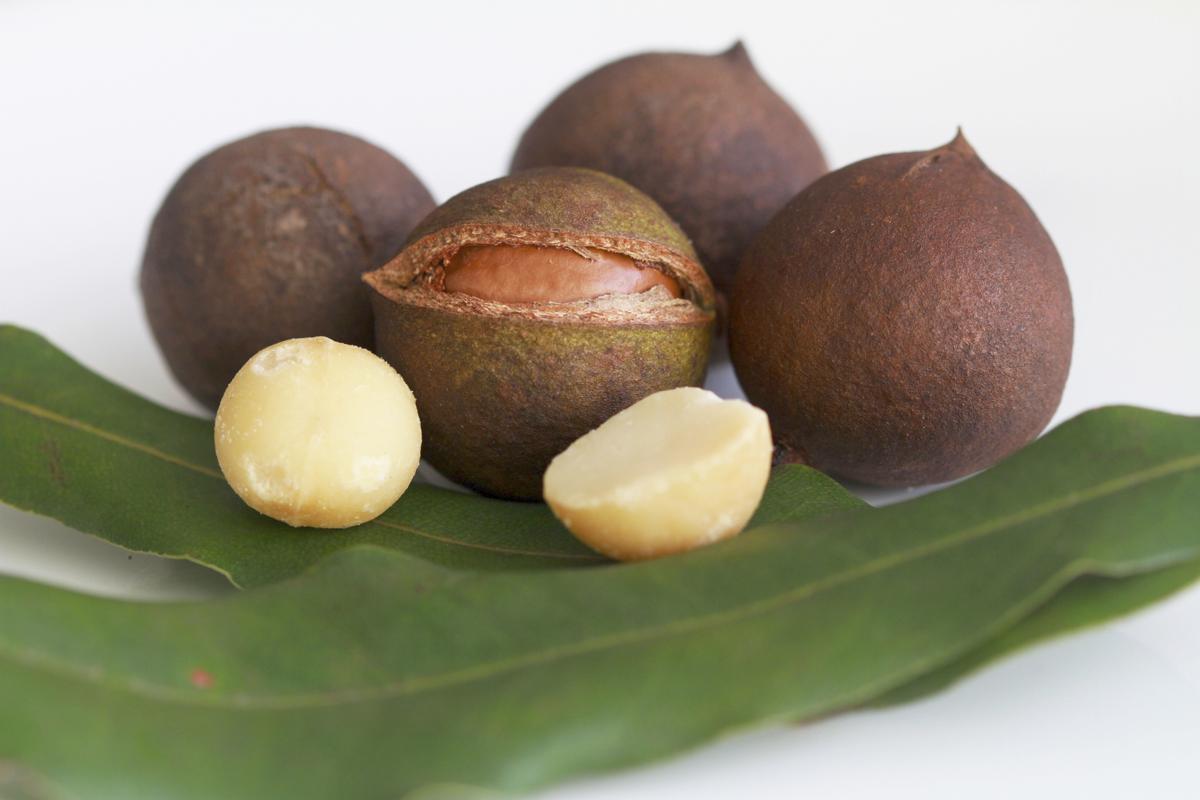 TODODIA - Macadamia Antiperspirant Cream Deodorant - 80g