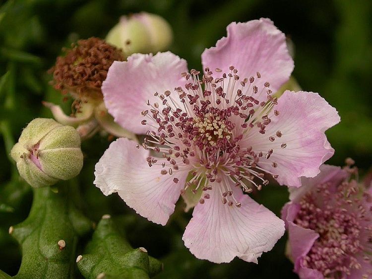 TODODIA - Romã e Flor de Amora Body Splash