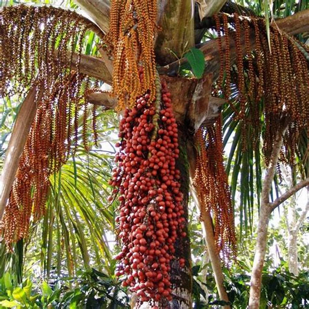 EKOS - Frescor Buriti