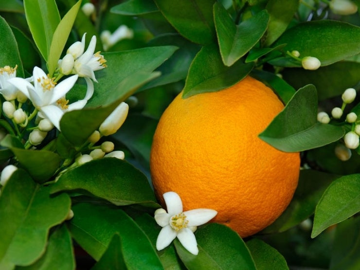 Mom&Baby Cologne Orange Blossom