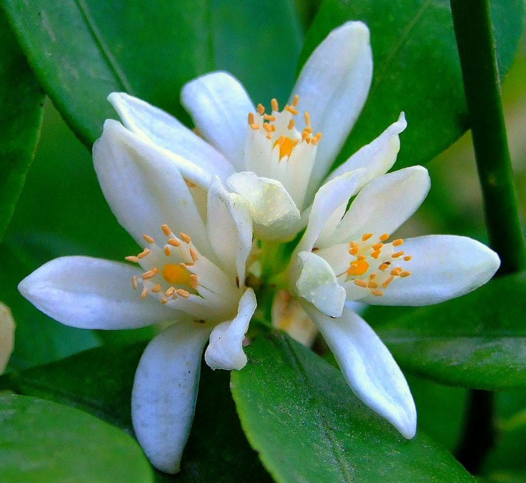 Sève Body Oil - Amêndoas e Flor de Mandarina.