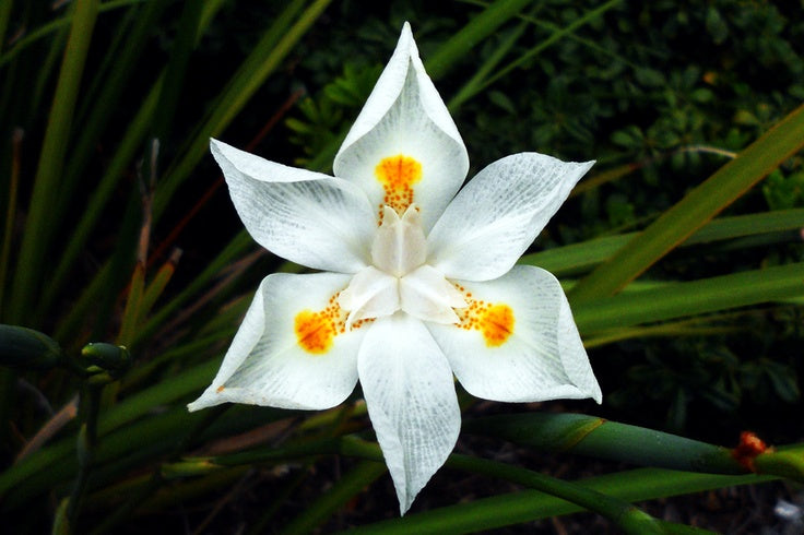 TODODIA - Sabonete em Barra Puro Vegetal Flor de Lis