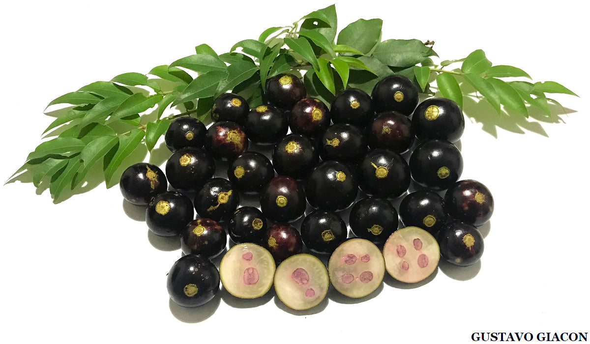 TODODIA - Body Splash Amora Vermelha e Jabuticaba